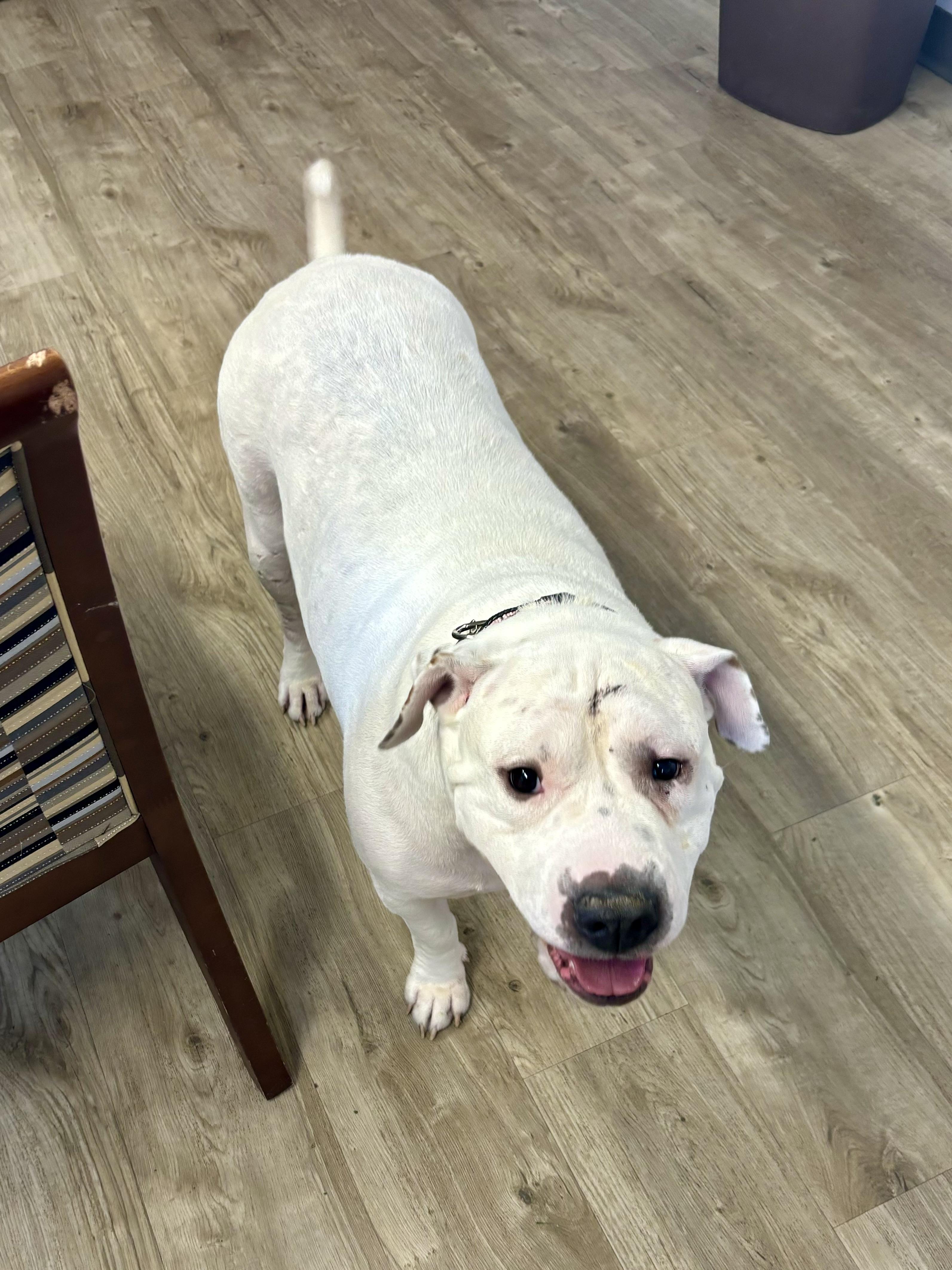 Tulip, Adoptable, Adult Female American Bulldog & Shar-Pei.