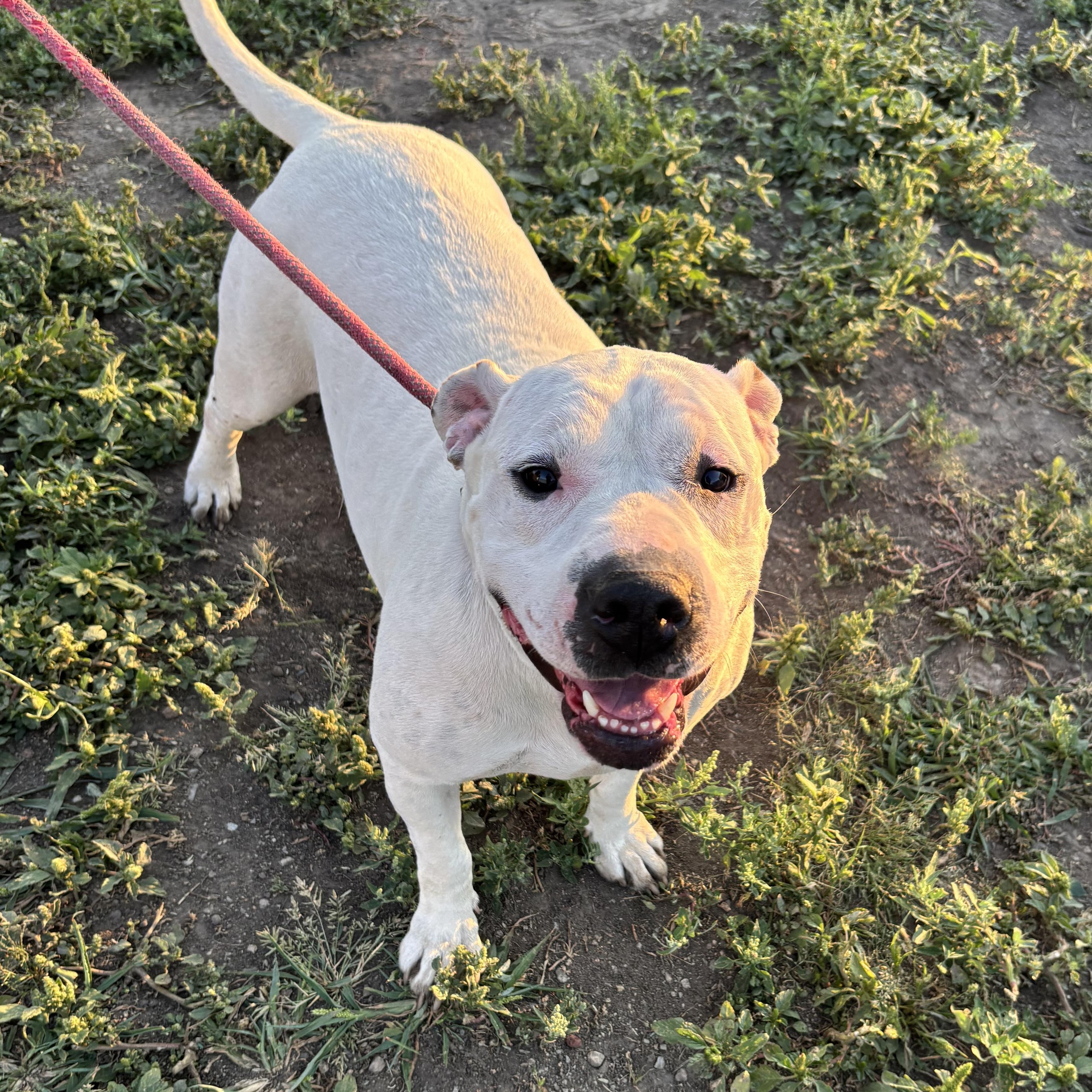 Enlarge Tulip, a Adoptable mixed breed in Jamestown, ND image 1/6
