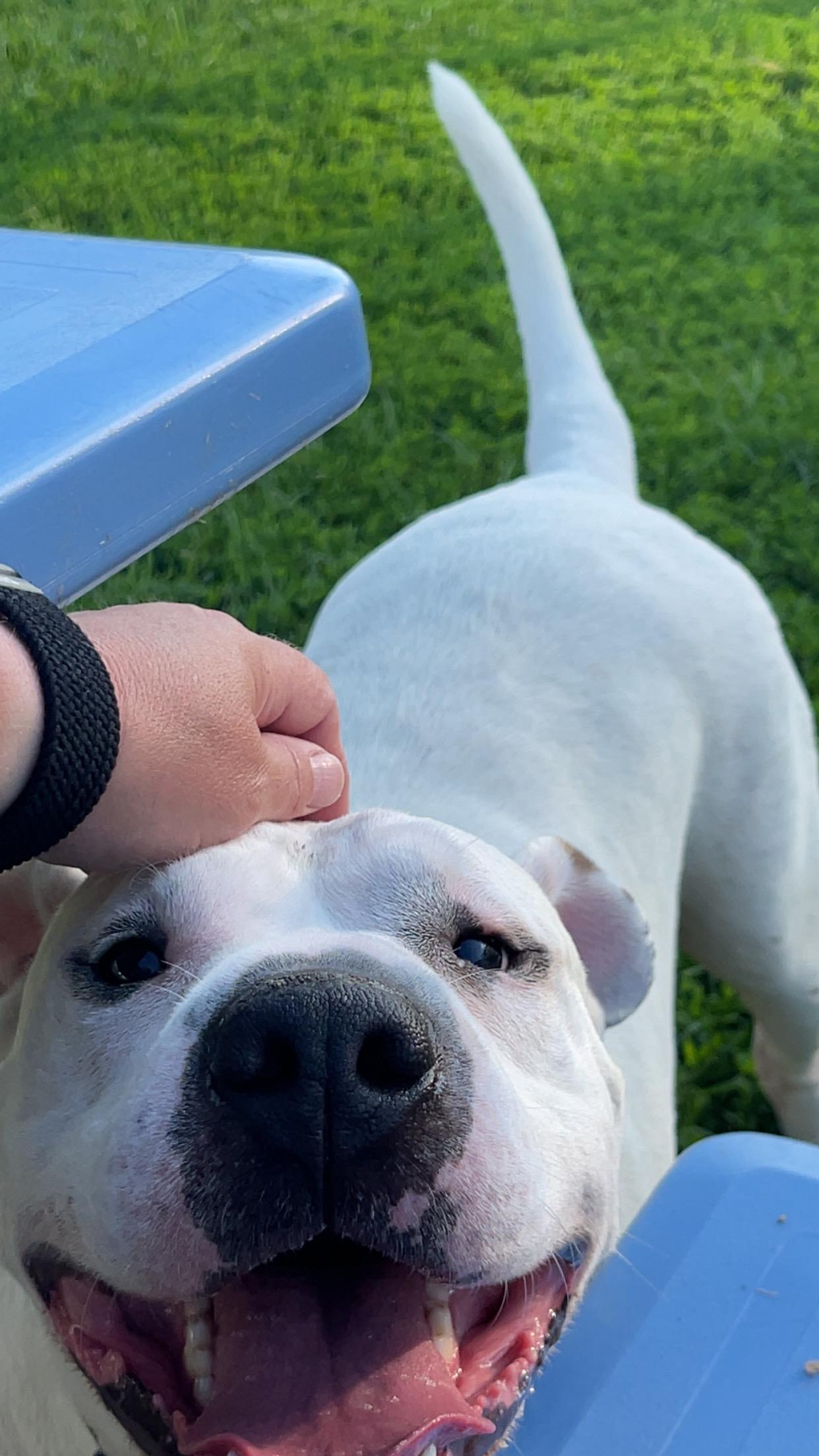 Tulip, an adoptable American Bulldog, Boxer in Jamestown, ND, 58402 | Photo Image 2