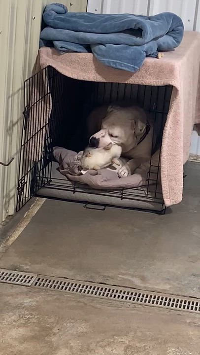 Enlarge Tulip, a Adoptable mixed breed in Jamestown, ND video 5/5