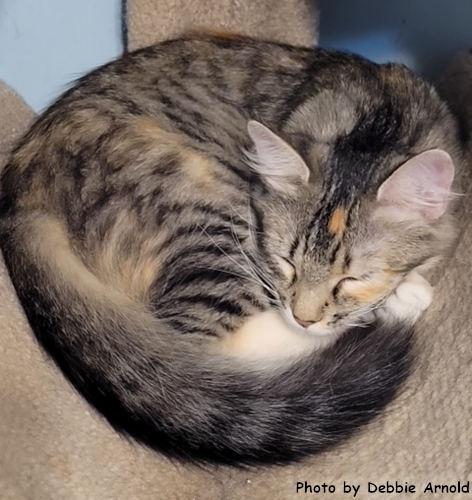 Arya, Adopted, Young Female Maine Coon & Domestic Medium Hair.