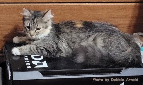 Enlarge Arya, a Adopted mixed breed in Oak Ridge, TN image 2/3
