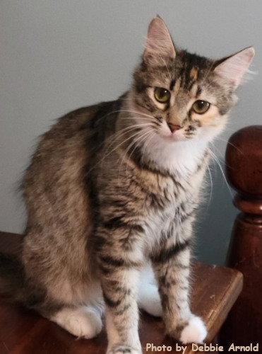 Enlarge Arya, a Adopted mixed breed in Oak Ridge, TN image 3/3