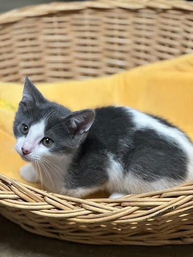 Paddy O'Whiskers, ADOPTABLE, Young Male Domestic Short Hair.