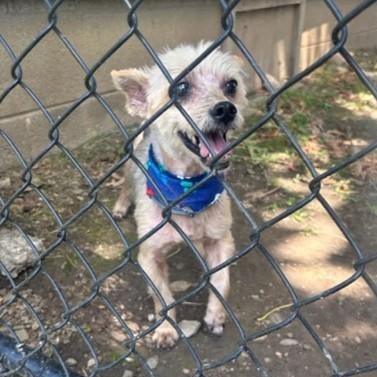 Remington, an adoptable Morkie in Tulsa, OK, 74135 | Photo Image 2