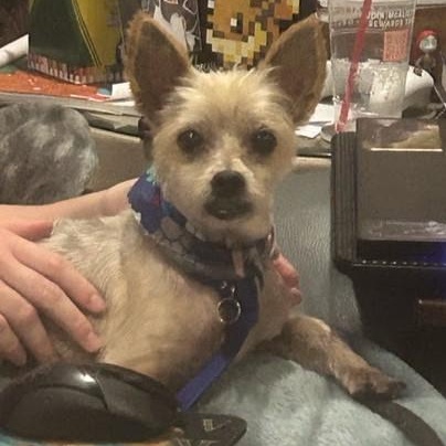 Remington, an adoptable Morkie in Tulsa, OK, 74135 | Photo Image 1