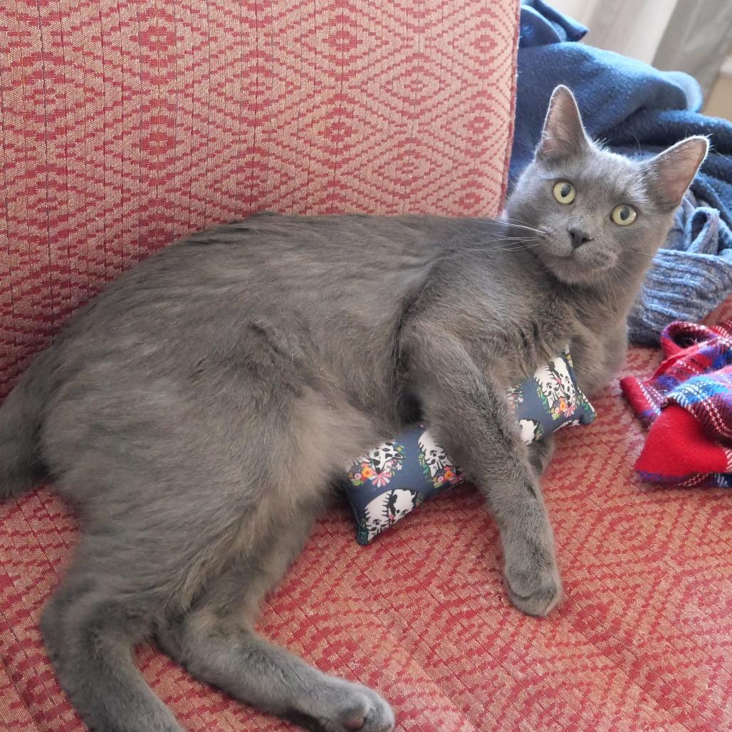 Enlarge Atlas, a Adoptable Domestic Short Hair in Evanston, IL image 1/6