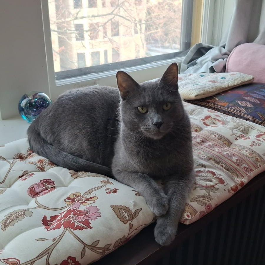 Enlarge Atlas, a Adoptable Domestic Short Hair in Evanston, IL image 2/6