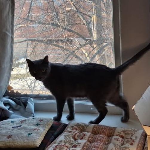 Enlarge Atlas, a Adoptable Domestic Short Hair in Evanston, IL image 3/6