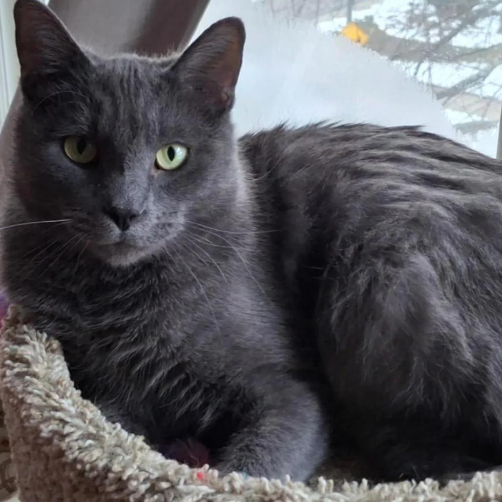 Enlarge Atlas, a Adoptable Domestic Short Hair in Evanston, IL image 5/6