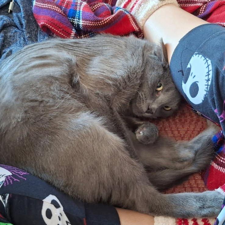Enlarge Atlas, a Adoptable Domestic Short Hair in Evanston, IL image 6/6