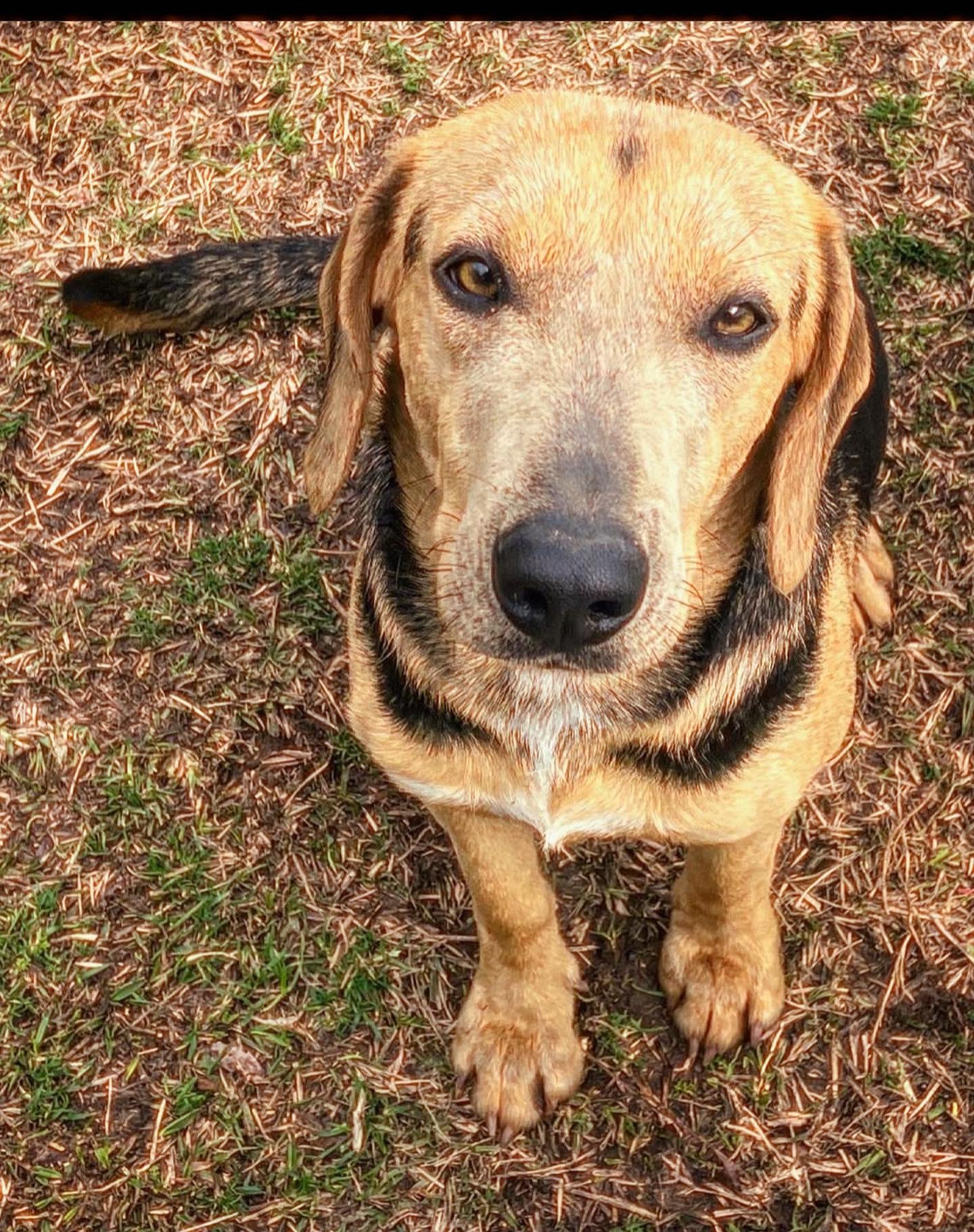 Enlarge Sierra, a Adoptable mixed breed in Waverly, AL image 1/1