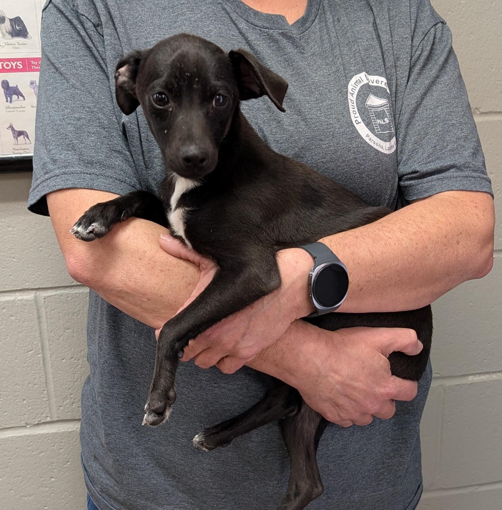 Joe, adopted, Young Male Chihuahua.