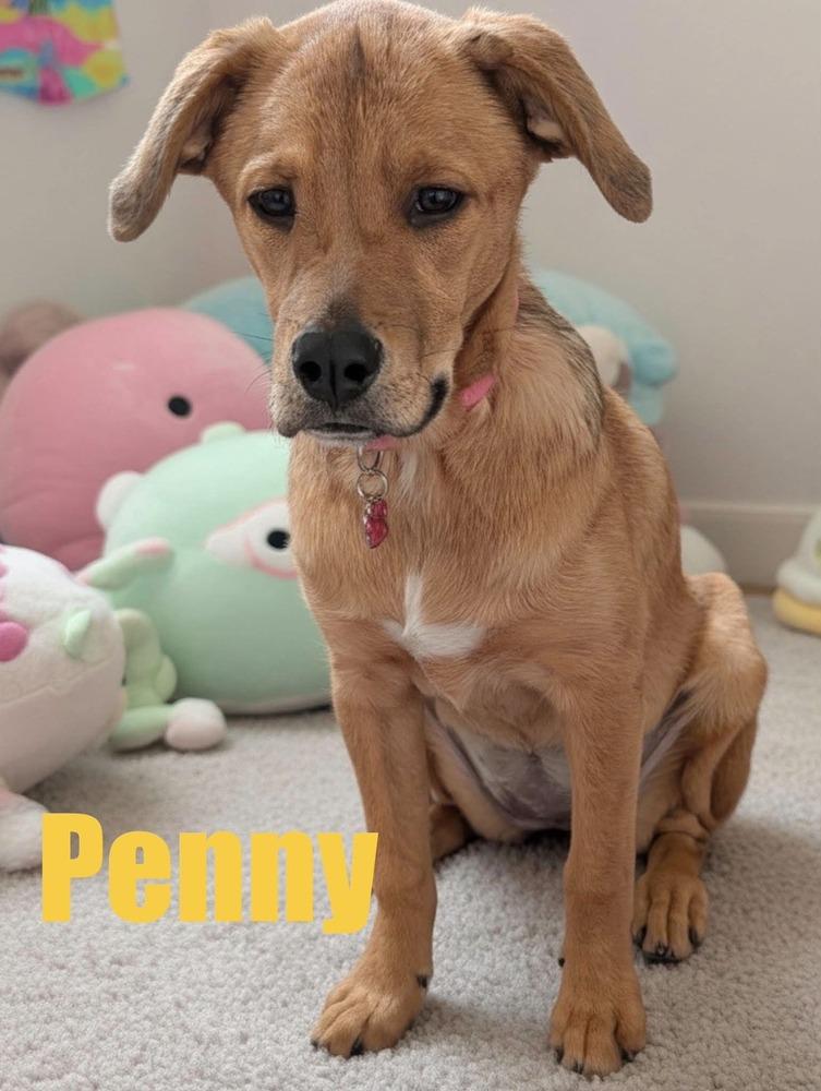 Enlarge Penny, a Adoptable mixed breed in harrison city, PA image 1/6