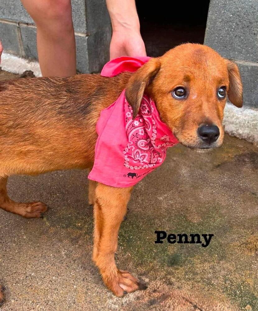 Enlarge Penny, a Adoptable mixed breed in harrison city, PA image 2/6