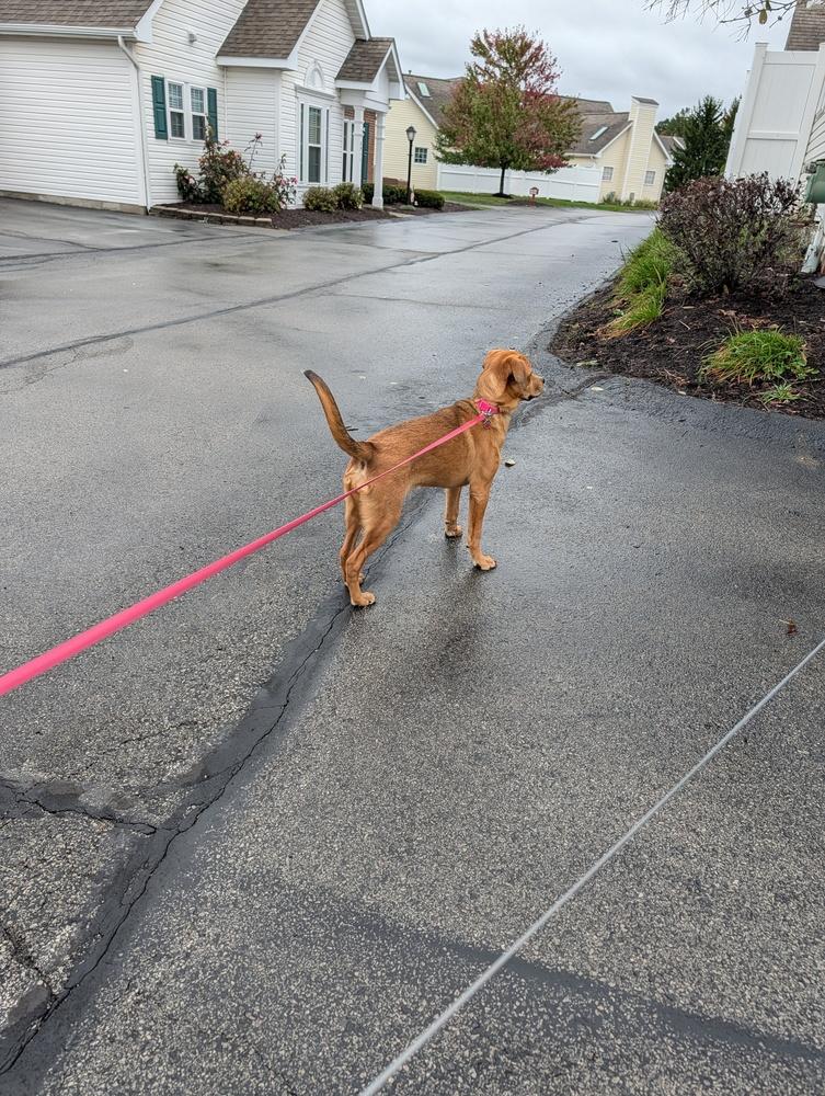 Enlarge Penny, a Adoptable mixed breed in harrison city, PA image 3/6