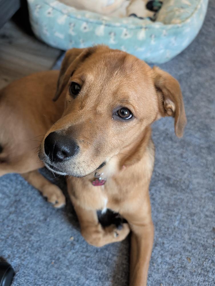 Enlarge Penny, a Adoptable mixed breed in harrison city, PA image 4/6