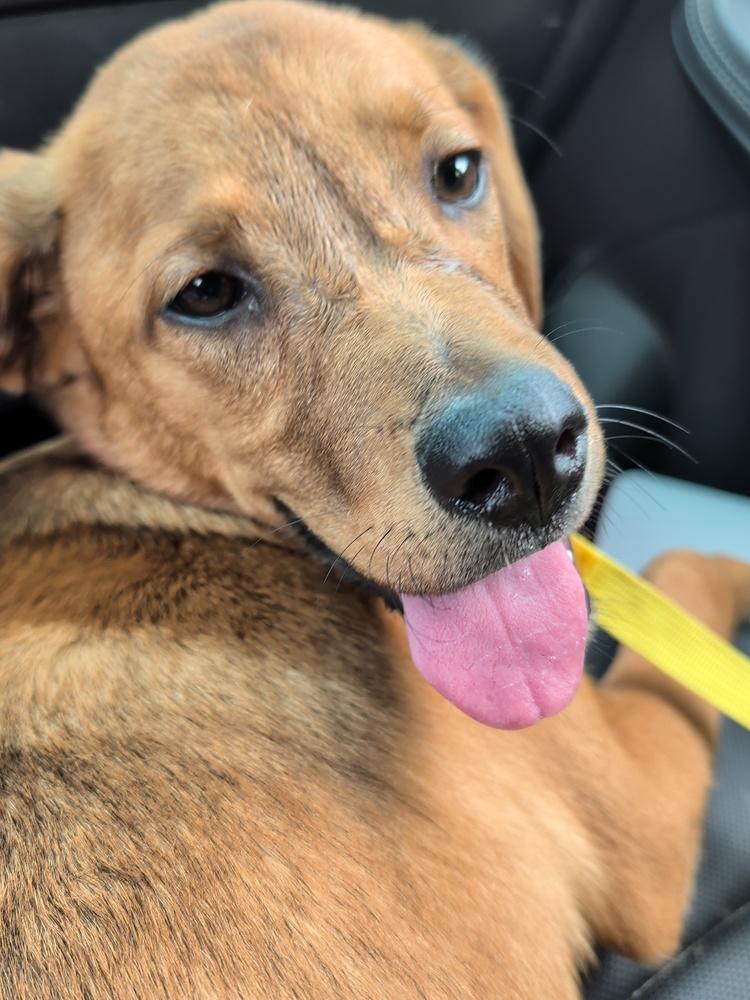 Enlarge Penny, a Adoptable mixed breed in harrison city, PA image 5/6