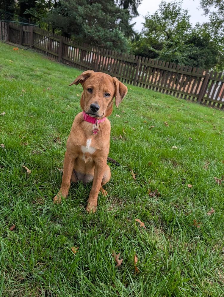 Enlarge Penny, a Adoptable mixed breed in harrison city, PA image 6/6