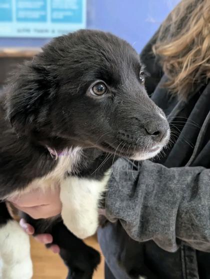 Enlarge Daisy 50791, a ADOPTABLE Mixed Breed in Oklahoma City, OK image 1/1
