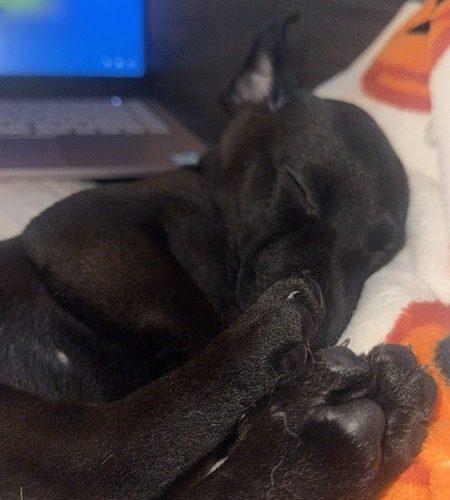 Shadow, Adoptable, Puppy Male Feist & Labrador Retriever.