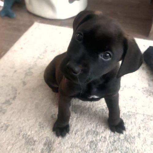 Enlarge Shadow, a Adoptable mixed breed in Sanford, NC image 5/6