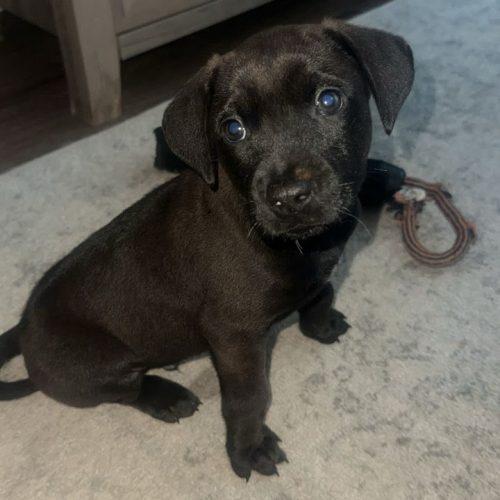 Enlarge Shadow, a Adoptable mixed breed in Sanford, NC image 6/6