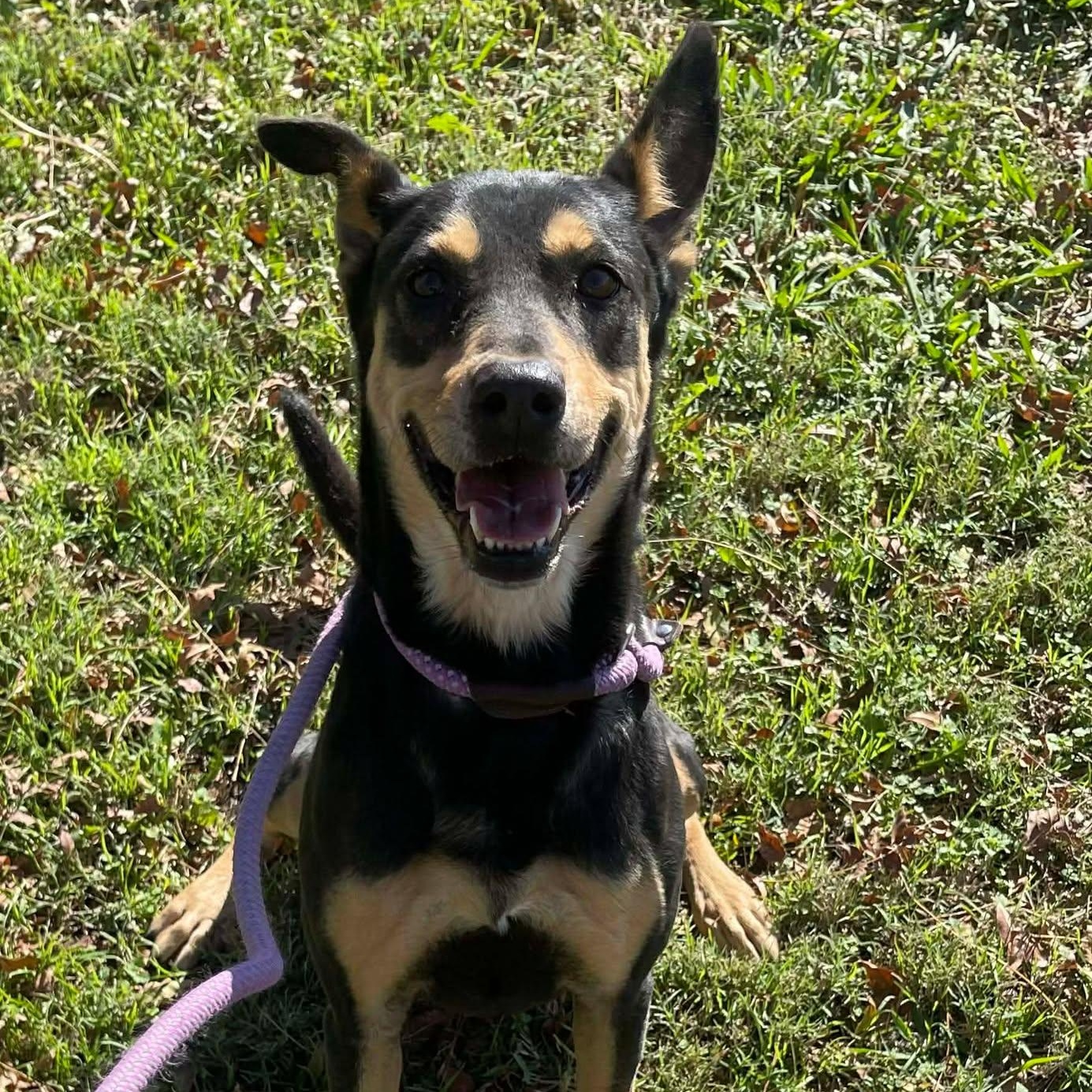 Enlarge Jessie, a Adoptable mixed breed in Belle Plaine, MN image 2/4