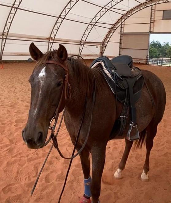 Enlarge Erwyn-Oklahoma ONLY, a Adoptable Quarterhorse in Guthrie, OK image 2/7