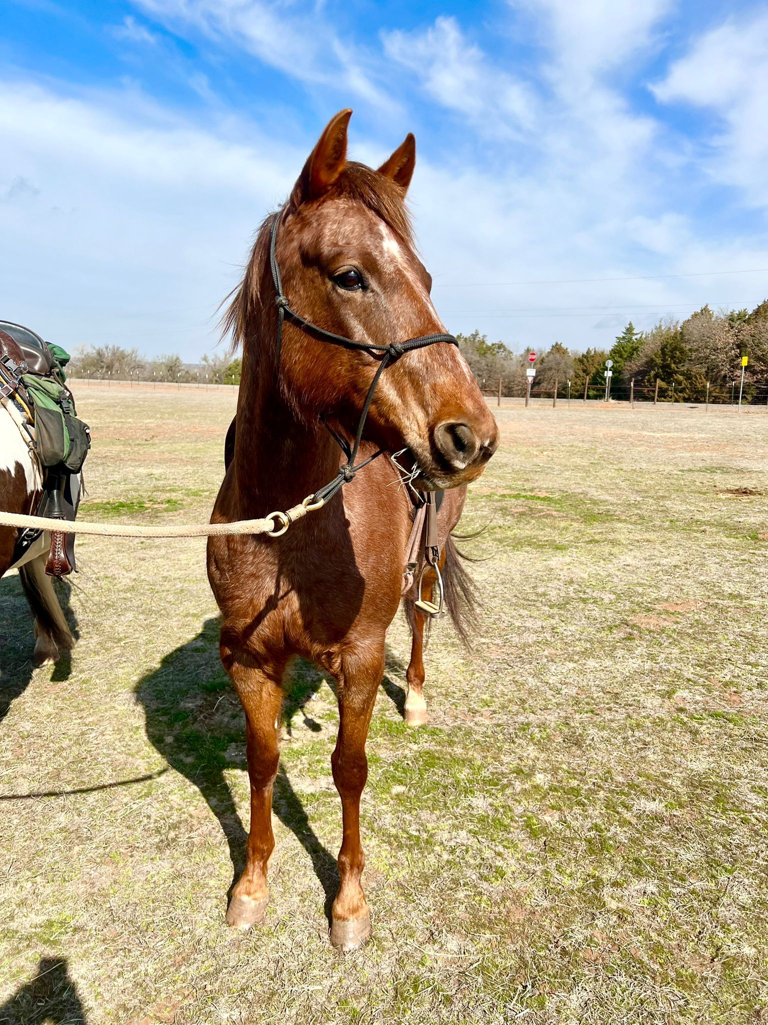 Enlarge Erwyn-Oklahoma ONLY, a Adoptable Quarterhorse in Guthrie, OK image 5/7