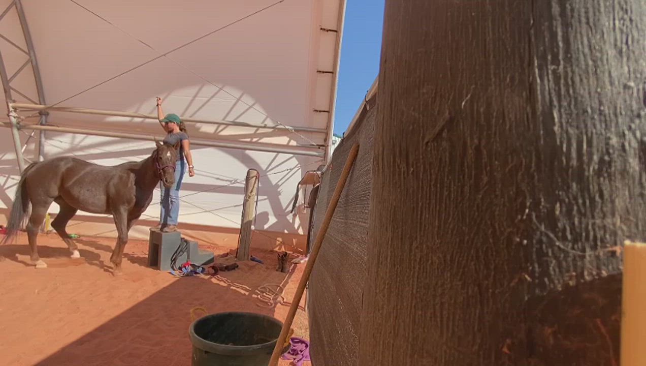 Enlarge Erwyn-Oklahoma ONLY, a Adoptable Quarterhorse in Guthrie, OK video 7/7