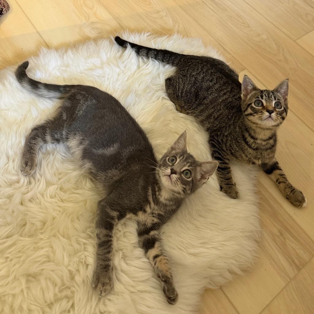 Frito, Adoptable, Kitten Male Domestic Short Hair.