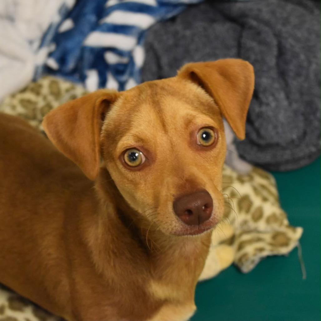 JONNY, Adopted, Young Male Terrier & Chihuahua.