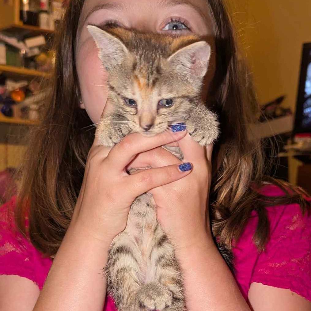 Enlarge Coffee, a Adoptable Domestic Short Hair in West Plains, MO image 1/3