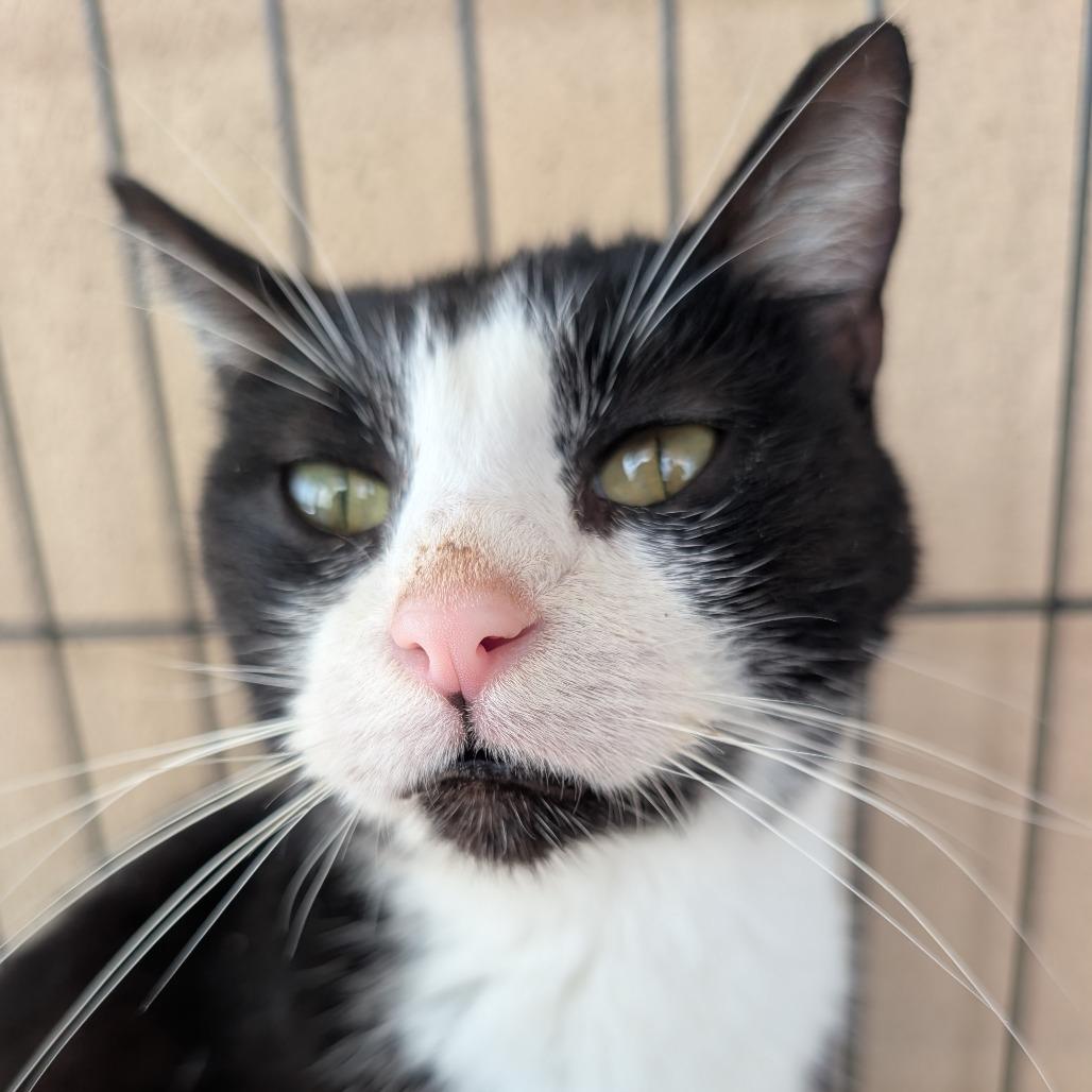 Enlarge Penelope, a Adoptable Domestic Short Hair in West Plains, MO image 3/4