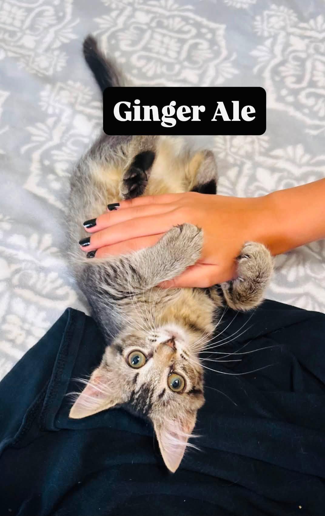 Enlarge Ginger Ale, a Adopted Domestic Short Hair in Clarksville, TN image 1/1