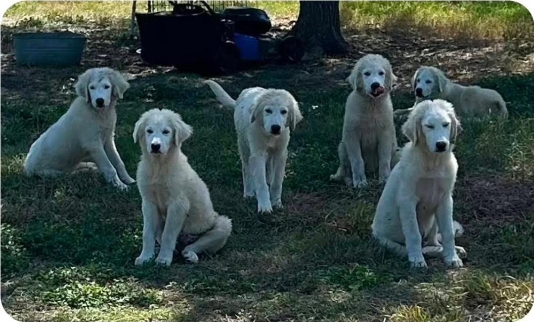 Great Pyrenees puppies, Adoptable, Puppy Male Great Pyrenees.