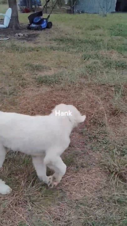 Enlarge Great Pyrenees puppies, a Adoptable Great Pyrenees in Paramus, NJ video 3/3