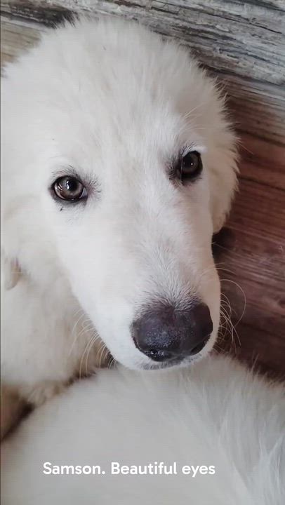 Enlarge Great Pyrenees puppies, a Adoptable Great Pyrenees in Paramus, NJ video 2/3