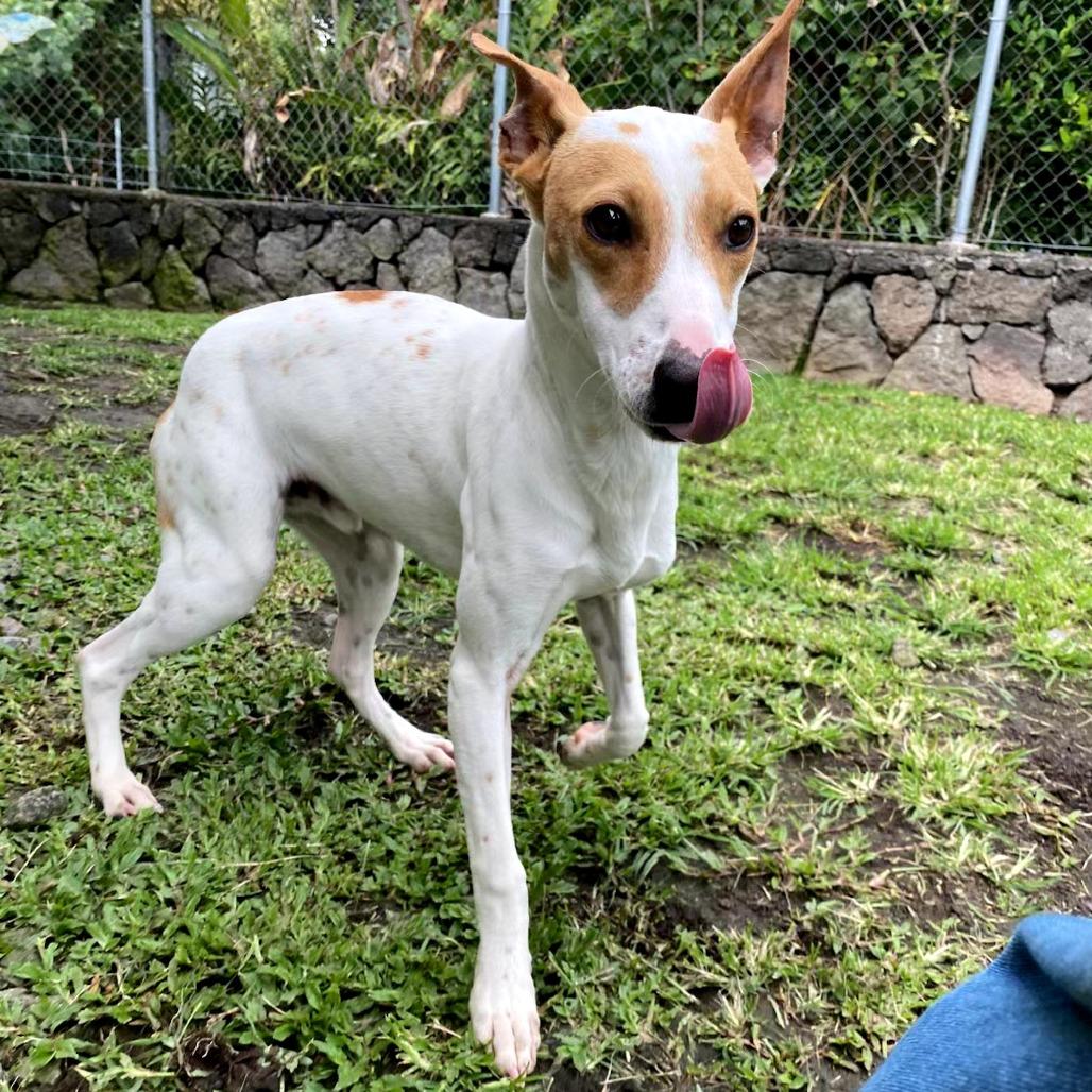 Fursace, Adoptable, Young Male Mixed Breed.