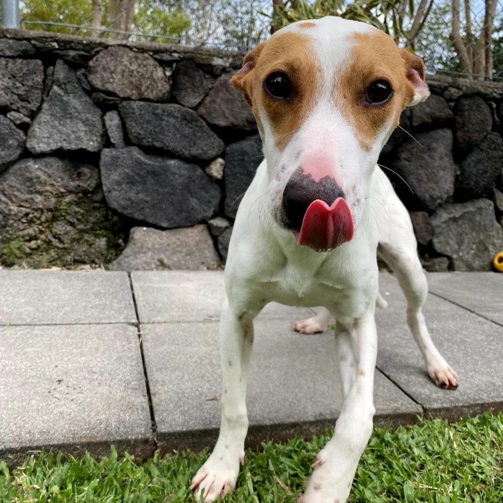 Enlarge Fursace, a Adoptable Mixed Breed in Keaau, HI image 2/6