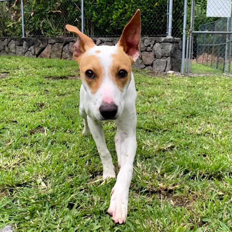 Enlarge Fursace, a Adoptable Mixed Breed in Keaau, HI image 3/6