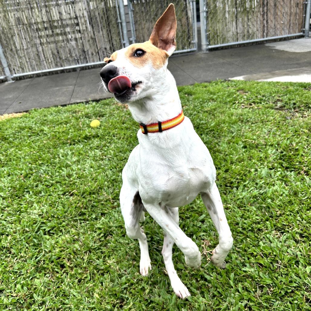 Enlarge Fursace, a Adoptable Mixed Breed in Keaau, HI image 4/6