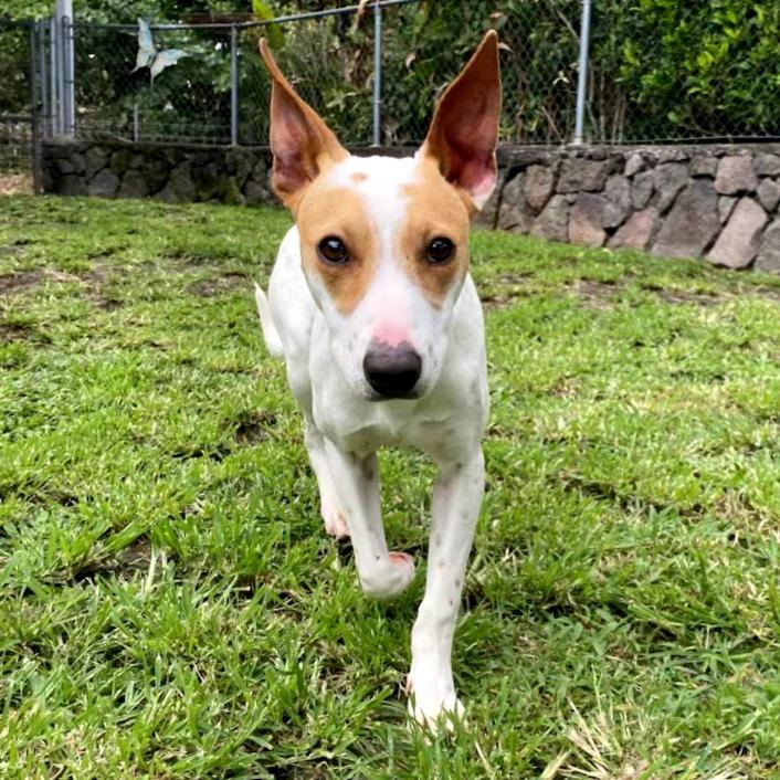 Enlarge Fursace, a Adoptable Mixed Breed in Keaau, HI image 5/6
