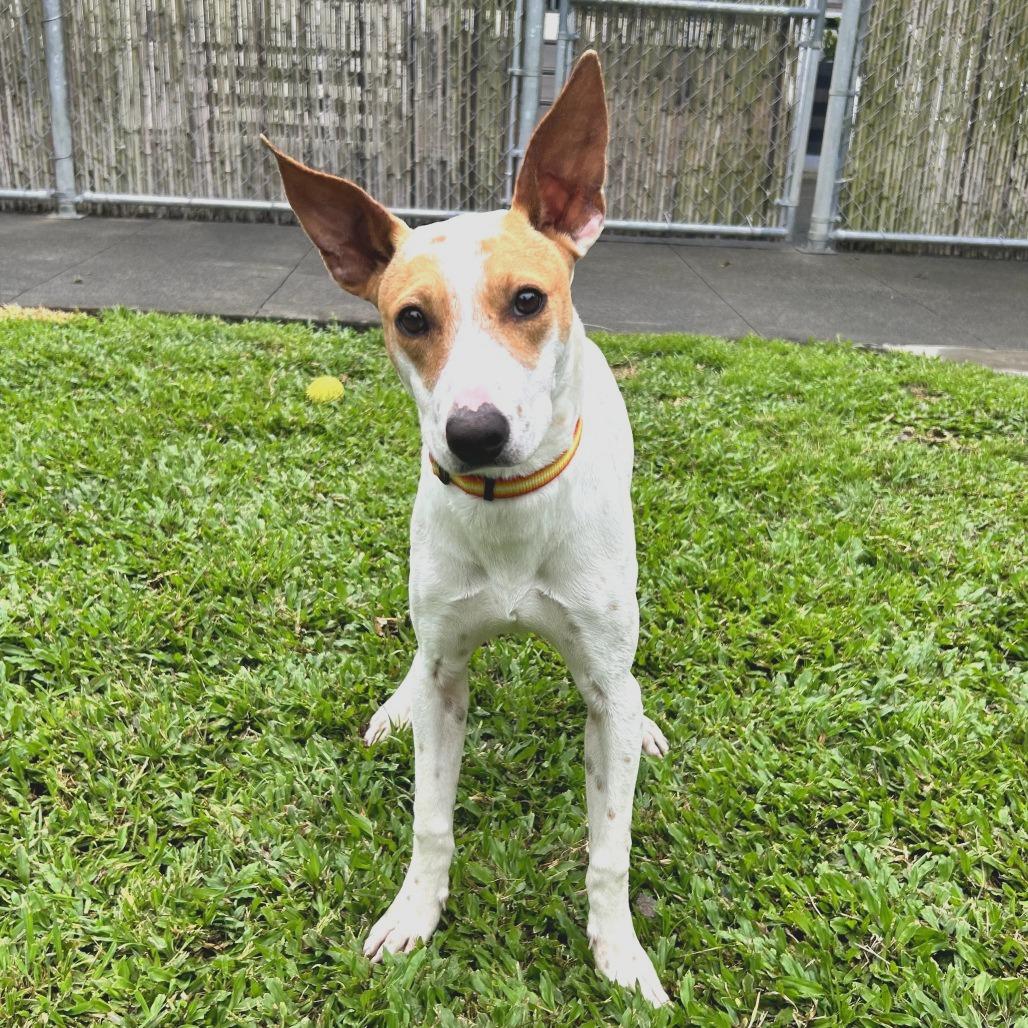 Enlarge Fursace, a Adoptable Mixed Breed in Keaau, HI image 6/6