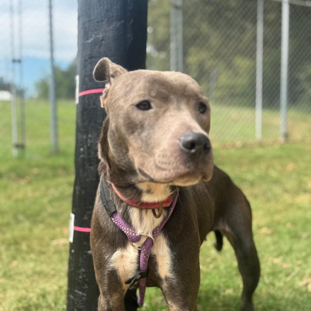 Enlarge Salem, a Adoptable Pit Bull Terrier in Denison, TX image 1/6