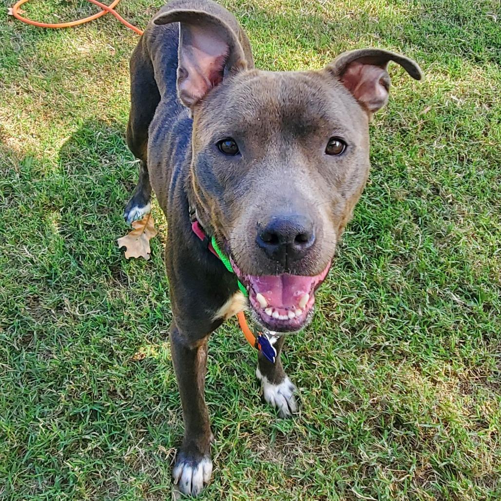 Enlarge Salem, a Adoptable Pit Bull Terrier in Denison, TX image 2/6