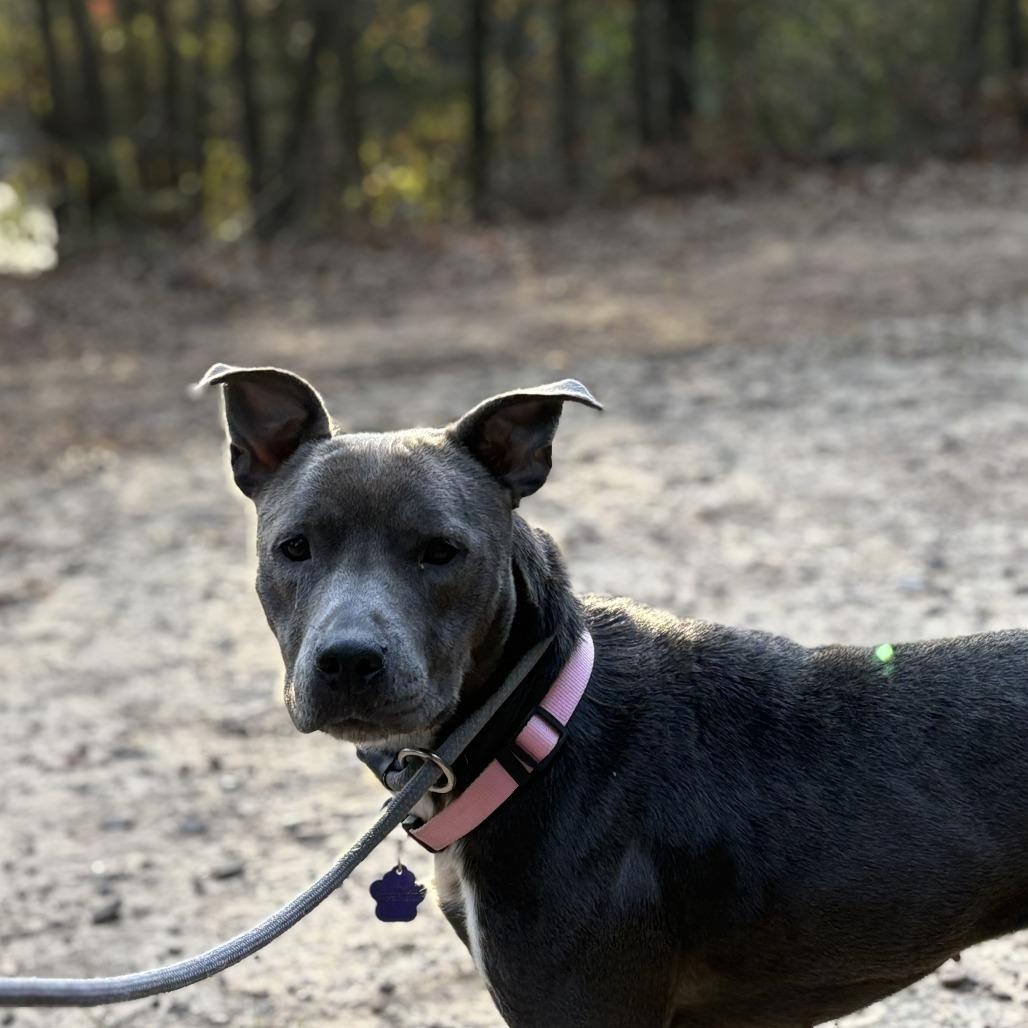 Enlarge Salem, a Adoptable Pit Bull Terrier in Denison, TX image 3/6
