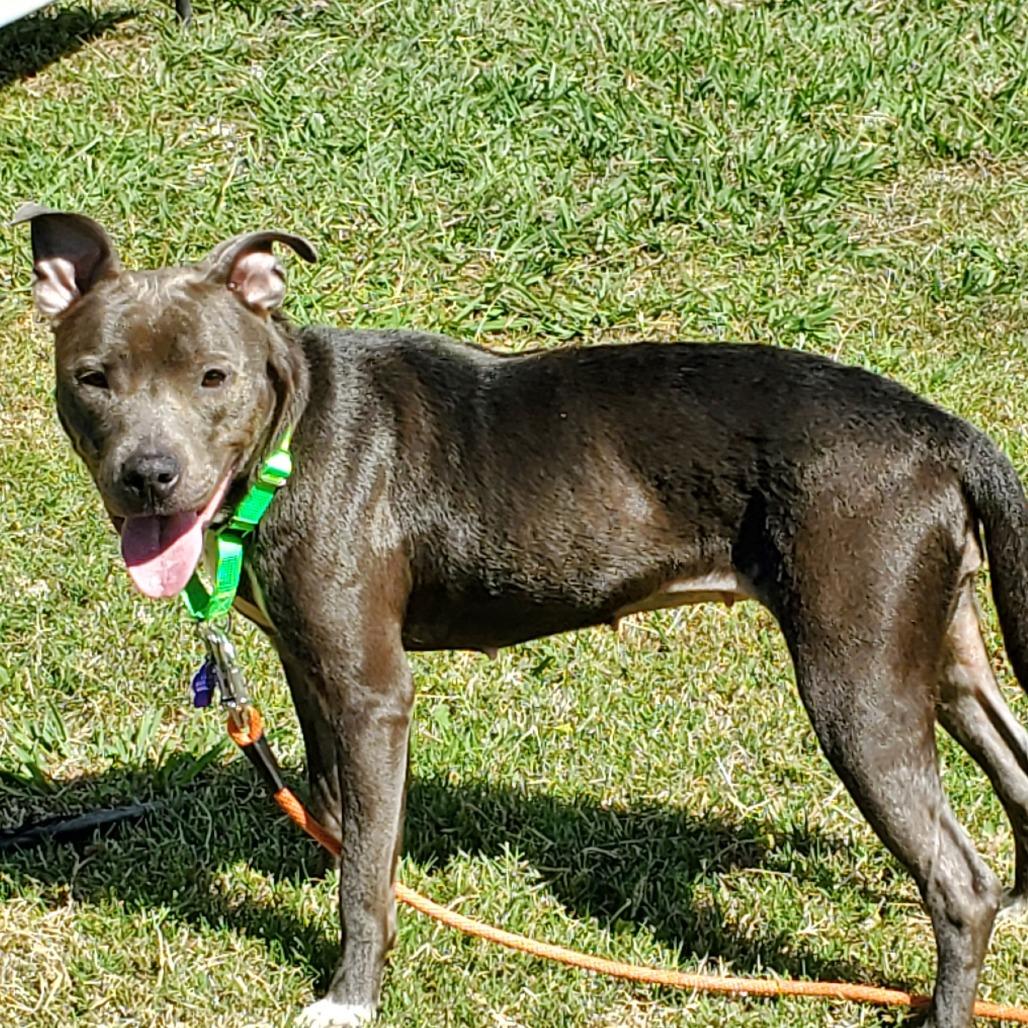 Enlarge Salem, a Adoptable Pit Bull Terrier in Denison, TX image 4/6
