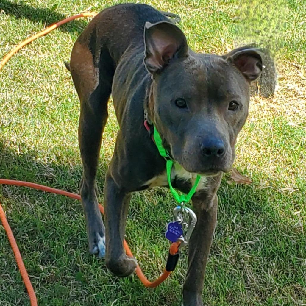Enlarge Salem, a Adoptable Pit Bull Terrier in Denison, TX image 5/6